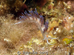Cratena peregrina, shot in Spain this summer. by John De Jong 
